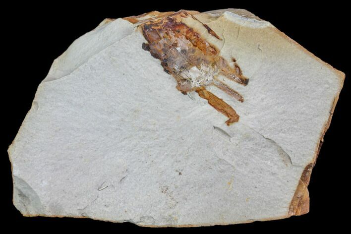 Partial Fossil Pea Crab (Pinnixa) From California - Miocene #85320